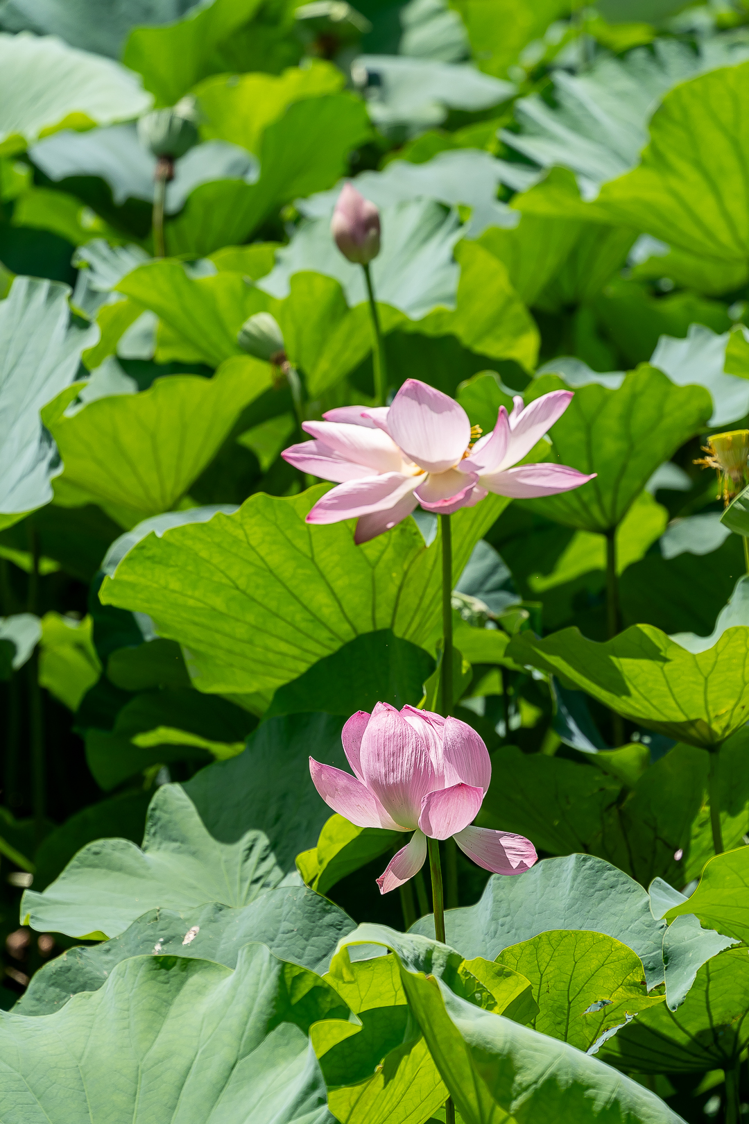 镰仓的莲花